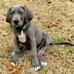🐾 Angle – Weibliche Deutsche Dogge (Great Dane)