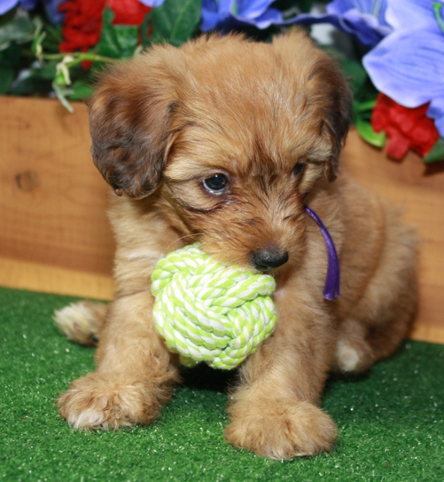Anita – Bezaubernder weiblicher Aussiedoodle-Welpe zu verkaufen