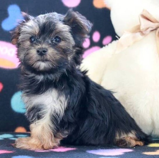 Bridget – Bezaubernde weibliche Morkie-Dame zu verkaufen