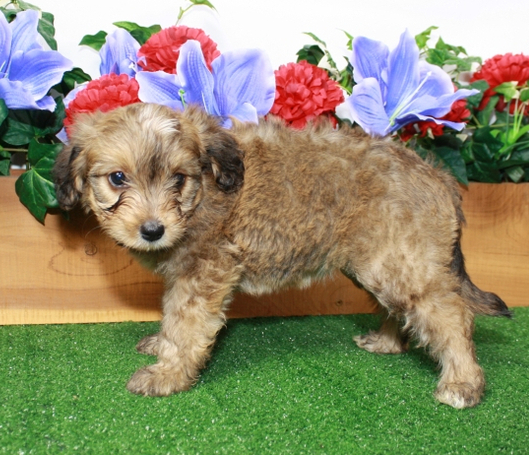 aussiedoodle kaufen deutschland