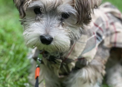 Morkie