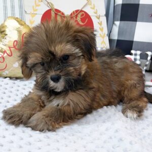 Simon –  männlicher Morkie-Welpe