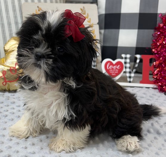 Bailey – Charmante weibliche Shihpoo-Hündin zu verkaufen
