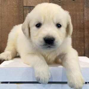 Libby – Golden Retriever Welpe (Weibchen)
