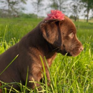 🐾 SEDONA – Weiblicher Labrador Welpe