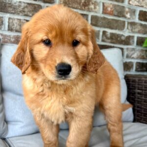 🐾 EMMA – Weiblicher Golden Retriever